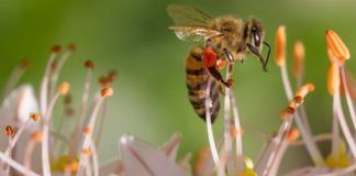 ¿Por qué desaparecen las abejas