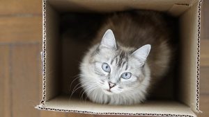 gato dentro de una caja